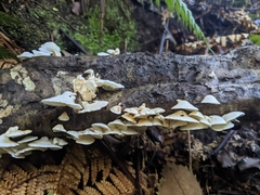 Gloeoporus phlebophorus