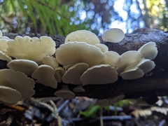 Gloeoporus phlebophorus