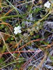 Epilobium komarovianum
