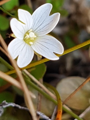 Epilobium komarovianum