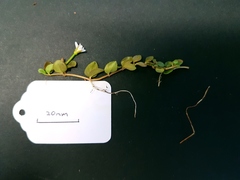 Epilobium komarovianum