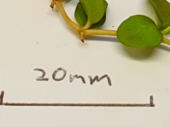 Epilobium komarovianum