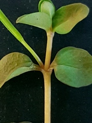 Epilobium komarovianum
