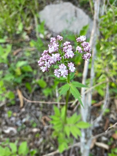 Image of Valeriana fauriei by no rights reserved