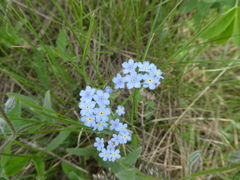 Myosotis krylovii
