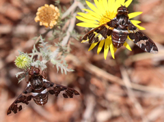 Exoprosopa caliptera