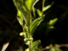 Castilleja brevilobata