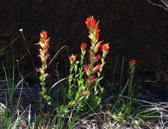 Castilleja brevilobata