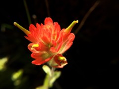 Castilleja brevilobata