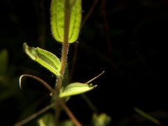 Castilleja brevilobata