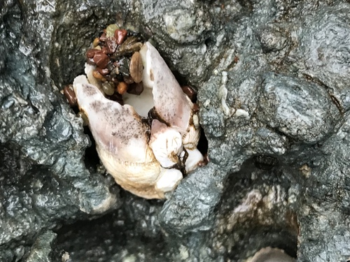 Pholadidae