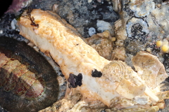 Eupentacta pseudoquinquesemita