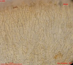 Hymenoscyphus repandus