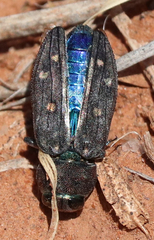 Chrysobothris octocola