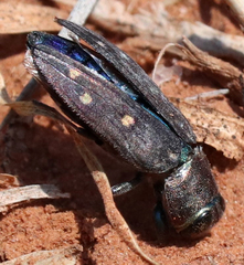 Chrysobothris octocola