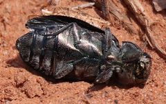 Chrysobothris octocola
