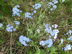 Myosotis krylovii