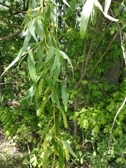 Salix alba