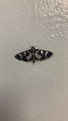 Desmia bajulalis