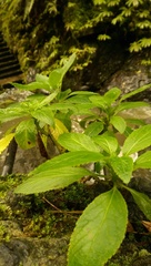 Lobelia physaloides