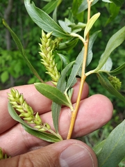 Salix alba