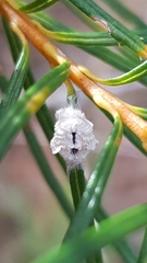 Ceronema banksiae