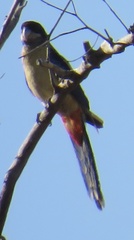 Platycercus venustus