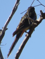 Platycercus venustus