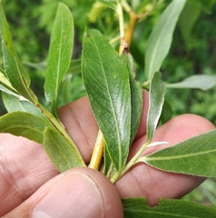 Salix alba