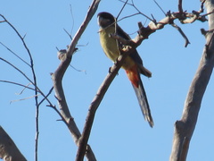 Platycercus venustus