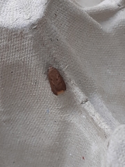 Tachystola acroxantha