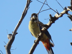 Platycercus venustus