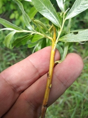Salix alba