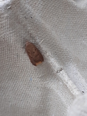 Tachystola acroxantha