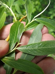 Salix alba