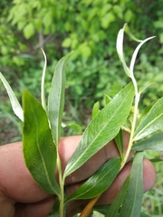 Salix alba