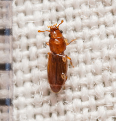 Bactridium striolatum