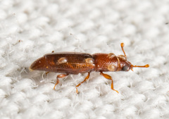 Bactridium striolatum