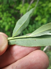 Salix alba