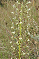 Habenaria nyikana
