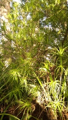 Dracophyllum sinclairii