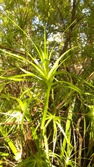 Dracophyllum sinclairii