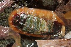 Dendrochiton flectens