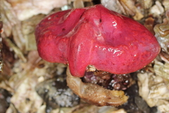 Cryptolithodes typicus