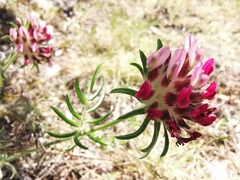 Anthyllis vulneraria rubriflora