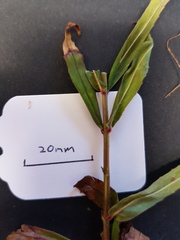 Epilobium pallidiflorum