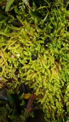 Chiloscyphus leucophyllus