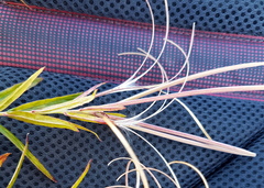 Epilobium pallidiflorum