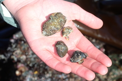 Cryptolithodes typicus
