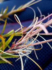 Epilobium pallidiflorum